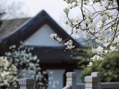 院立東方龍?zhí)ь^，滿園春風花漸開