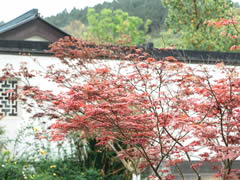 仙海院子 | 初夏，小院最美的詩情畫意